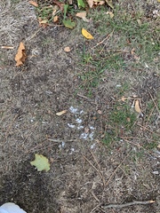 Sclerotinia sclerotiorum