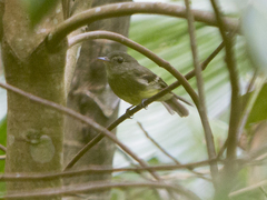 Lathrotriccus euleri