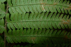 Sphaerostephanos heterocarpos