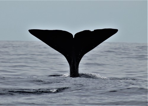 Sperm Whale