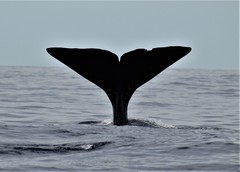 Sperm Whale photo 5