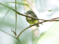 Lathrotriccus euleri