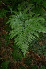 Selaginella hordeiformis