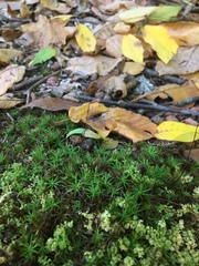 Polytrichum pallidisetum