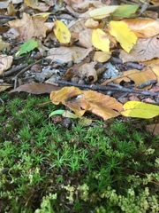 Polytrichum pallidisetum