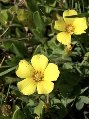 Oxalis conorrhiza