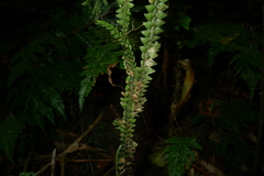 Selaginella hordeiformis
