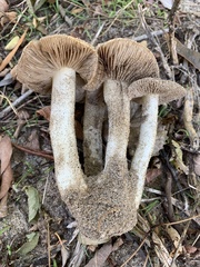 Inocybe serotina