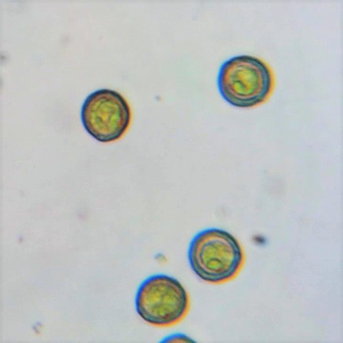 Phacotus lenticularis