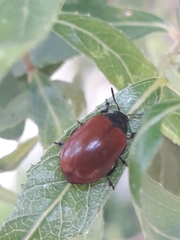 Plagiodera erythroptera