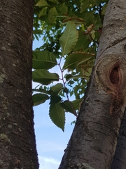 Zelkova serrata