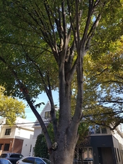 Zelkova serrata