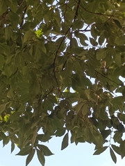 Zelkova serrata