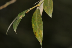 Salix salviifolia