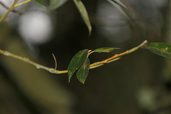 Salix salviifolia