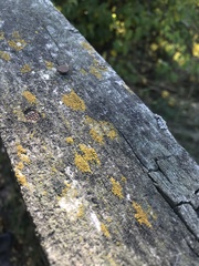 Candelariella xanthostigma