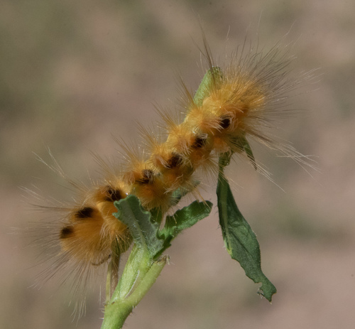 Red-headed Pygarctia Moth