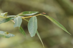 Salix salviifolia