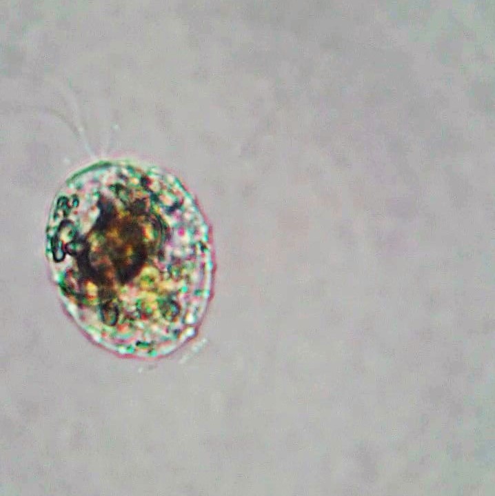 Collodictyon