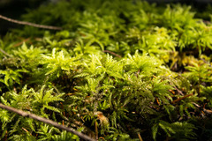Leucolepis