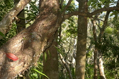 Selliguea lanceola