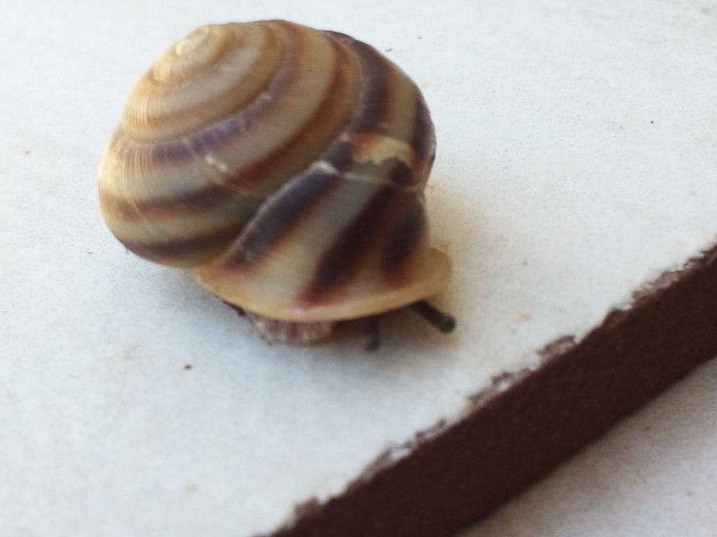 Cepolella