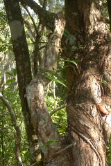 Selliguea lanceola
