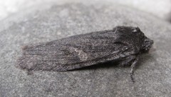 Lithophane laticinerea