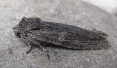 Lithophane laticinerea