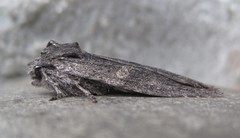 Lithophane laticinerea