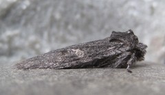 Lithophane laticinerea