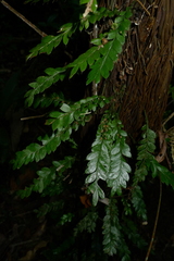 Tmesipteris lanceolata