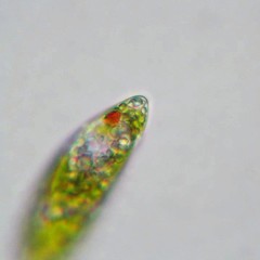 Euglenaformis proxima