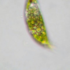 Euglenaformis proxima