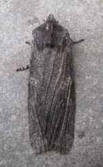 Lithophane laticinerea