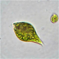 Euglenaformis proxima