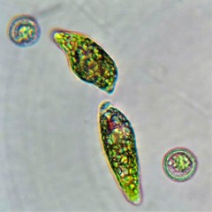 Euglenaformis proxima