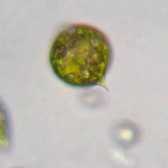 Euglenaformis proxima