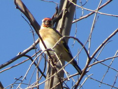 Carduelis carduelis