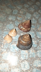 Calliostoma zizyphinum