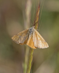 Lythria sanguinaria