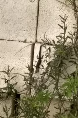 Marisora lineola