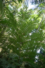 Ptisana attenuata