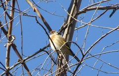 Carduelis carduelis