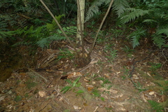 Ptisana attenuata