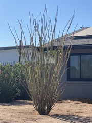 Fouquieria splendens