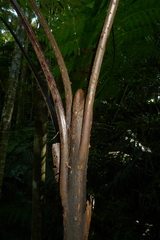 Cyathea alata
