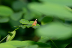 Dichomeris derasella