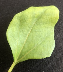 Helianthus debilis image