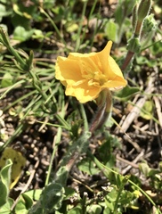 Oenothera mollissima